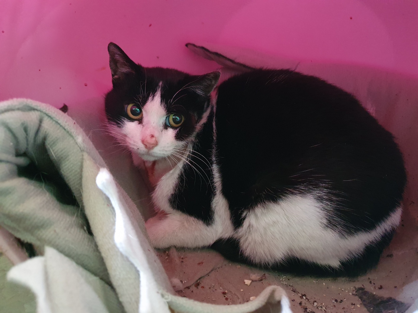 포항시 남구 흰검 얼룩 고양이, 가슴에 아픈 상처를 가진 아이를 찾습니다 10 포항시 남구 흰검 얼룩 고양이, 가슴에 아픈 상처를 가진 아이를 찾습니다