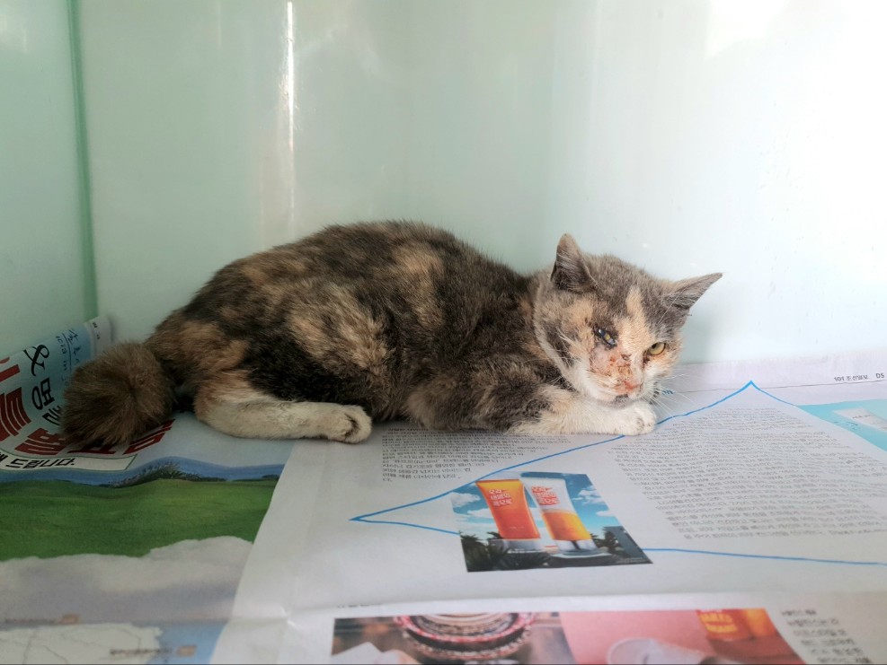 포항시 북구, 삼색 카오스 고양이, 호흡기 질환으로 기력 잃은 채 발견 9 포항시 북구, 삼색 카오스 고양이, 호흡기 질환으로 기력 잃은 채 발견