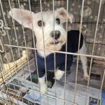 거제시 동부면 슈나우저, 파란 옷 입은 순한 아이를 찾습니다! 4 pet 1771356566273