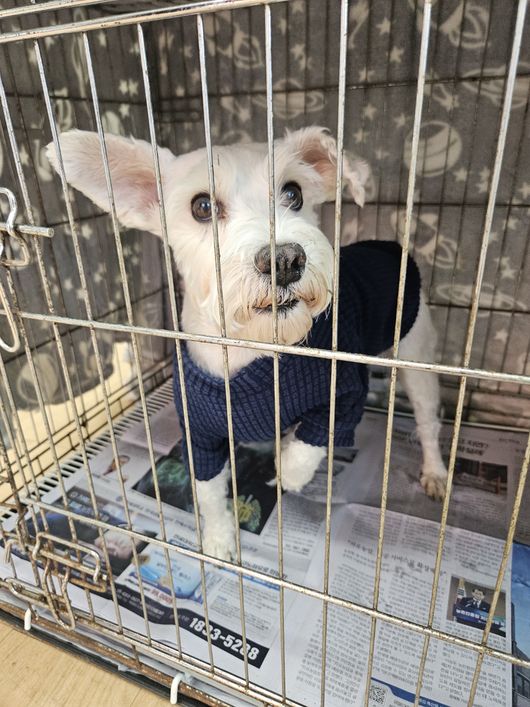 거제시 동부면 슈나우저, 파란 옷 입은 순한 아이를 찾습니다! 13 거제시 동부면 슈나우저, 파란 옷 입은 순한 아이를 찾습니다!