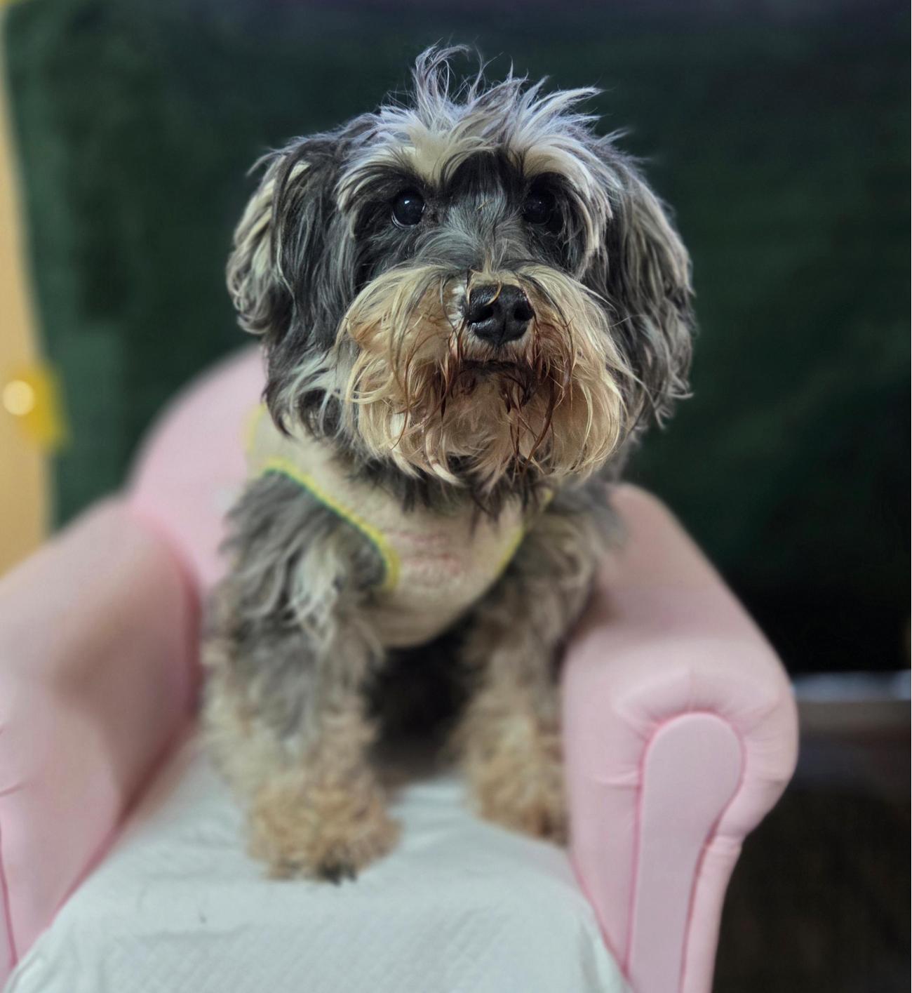 창원 진해구 슈나우저, 옷 입은 순둥이! 가족을 찾습니다 12 창원 진해구 슈나우저, 옷 입은 순둥이! 가족을 찾습니다