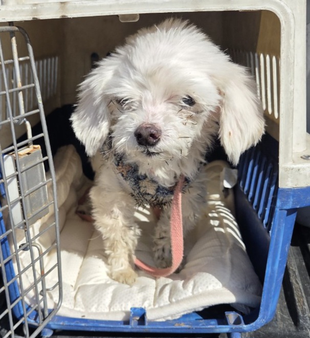 창원 구산면, 하얀 말티즈! 낡은 꽃무늬 옷 입은 아이를 찾습니다 11 창원 구산면, 하얀 말티즈! 낡은 꽃무늬 옷 입은 아이를 찾습니다