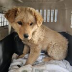 창녕군 고암면 갈색 믹스견, 애타게 주인을 찾습니다! 6 pet 1771356971922