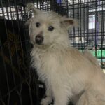 밀양시 상남면 믹스견 발견: 매력적인 털, 예민한 아이를 찾습니다! 5 pet 1771385777745