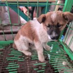 단양군 대강면 믹스견 발견! 젖은 눈망울의 겁먹은 강아지를 찾습니다 3 pet 1771396580790