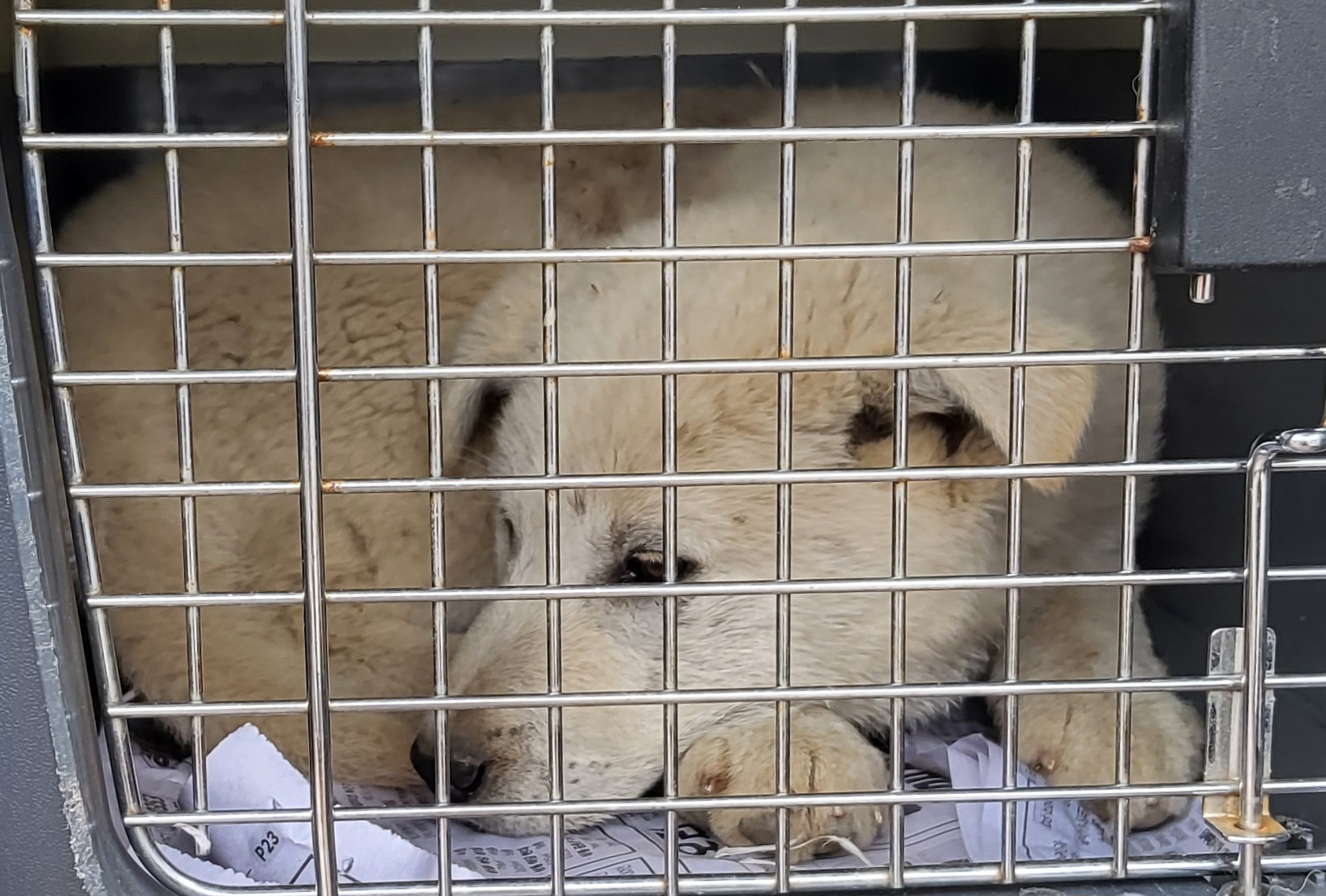 목포 팔레스2차 믹스견 발견: 흰색 중형견, 가족을 찾습니다!