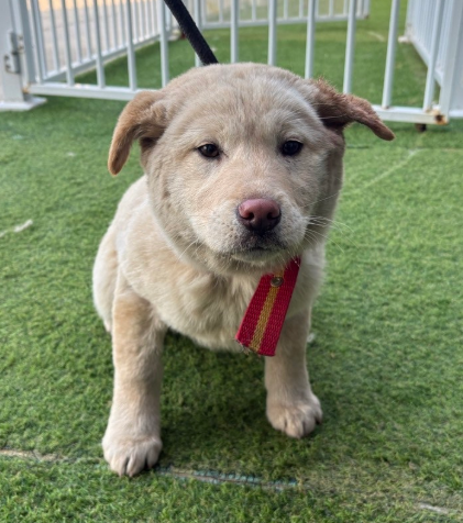 양평군 옥천면 믹스견 발견: 옅은 황색 털, 빨간 목걸이 착용