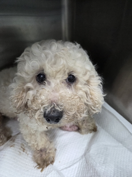 춘천시 근화동 비숑프리제 다발성 종양 앓는 겁 많은 아이를 찾습니다 3 춘천시 근화동 비숑프리제 다발성 종양 앓는 겁 많은 아이를 찾습니다