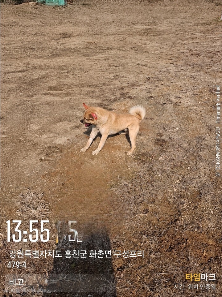 홍천 화촌면 믹스견 발견, 금색&흰색 털, 사나운 성격의 아이를 찾습니다!