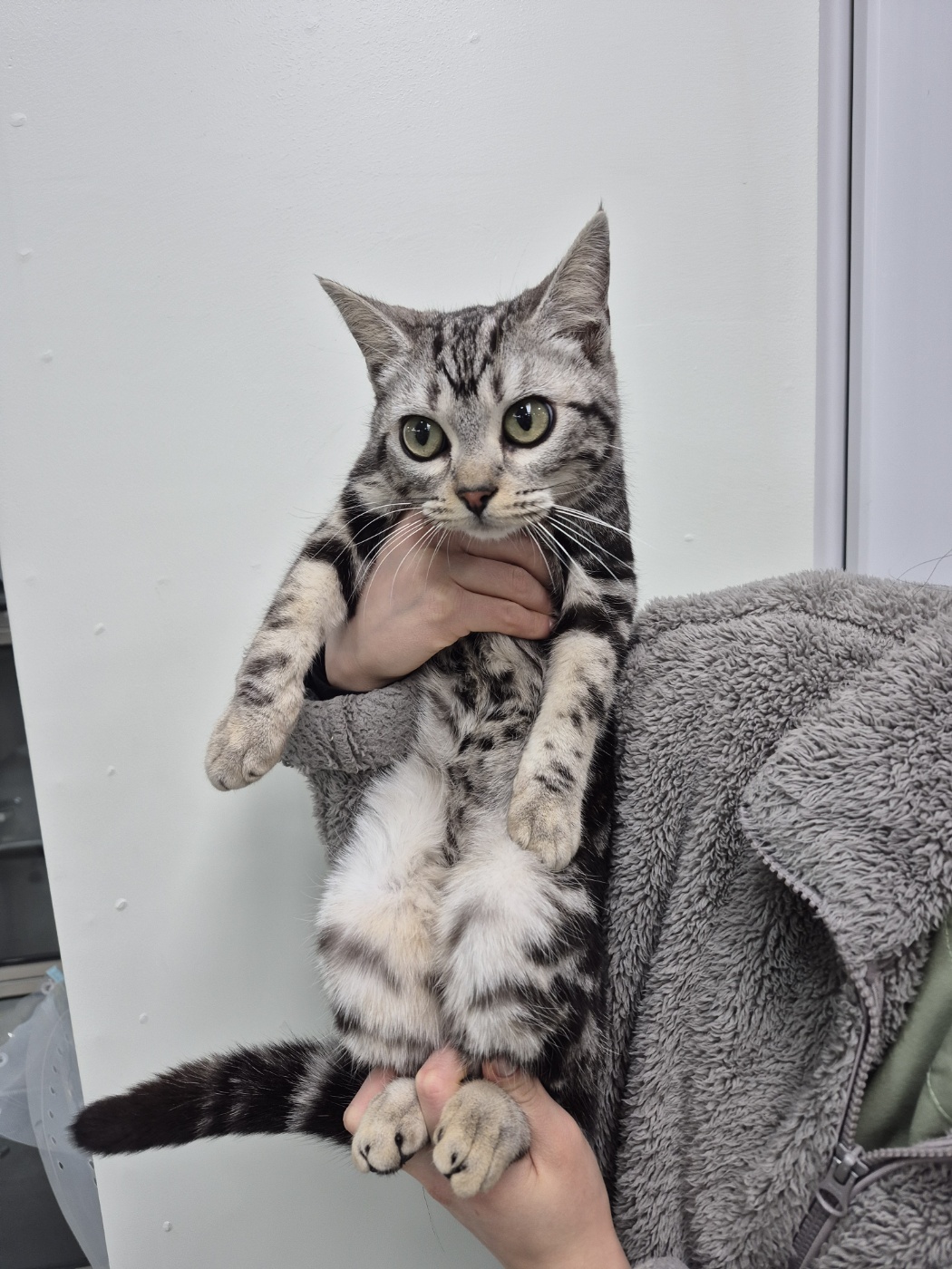 전주시 덕진구 아메리칸 쇼트헤어 실종! 사람 잘 따르는 순한 고양이