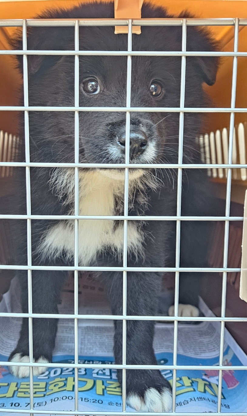 목포 노적봉 믹스견 발견, 코/가슴 흰털 특징