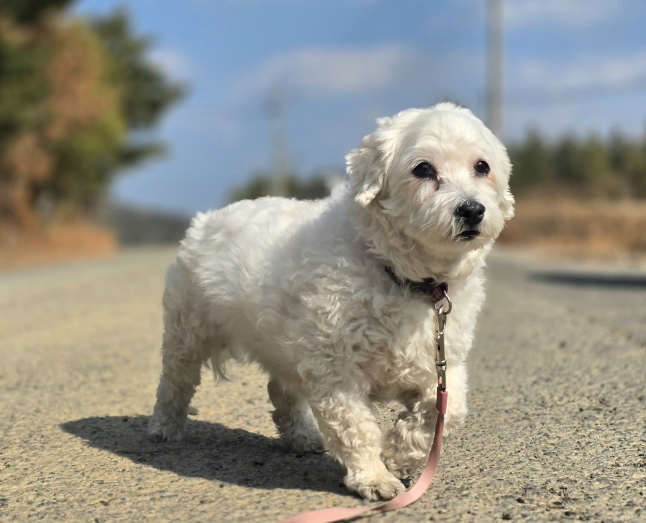 포항 청하면 말티즈 닮은 말티숑 유기견 발견, 짧은 다리가 특징