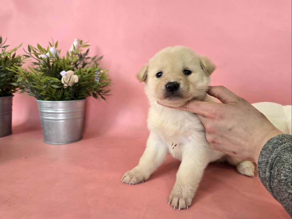 포항시 청하면 크림색 믹스견 발견! 동글 귀염상의 첫째 공주님을 찾습니다
