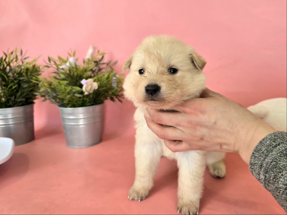 포항시 청하면 크림색 믹스견, 빵떡 공주님을 찾습니다! 1 포항시 청하면 크림색 믹스견, 빵떡 공주님을 찾습니다!