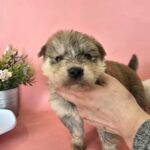 포항시 청하면 믹스견 발견! 살찐 수달 닮은 용감한 왕자님, 가족을 찾습니다! 5 pet 1771487531783