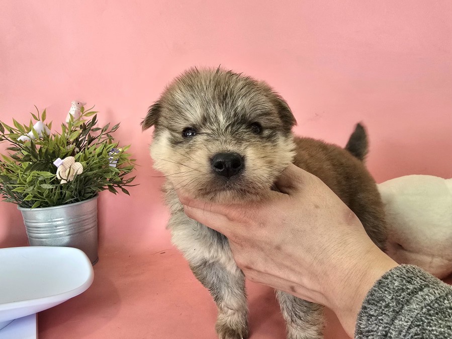 포항시 청하면 믹스견 발견! 살찐 수달 닮은 용감한 왕자님, 가족을 찾습니다! 1 포항시 청하면 믹스견 발견! 살찐 수달 닮은 용감한 왕자님, 가족을 찾습니다!