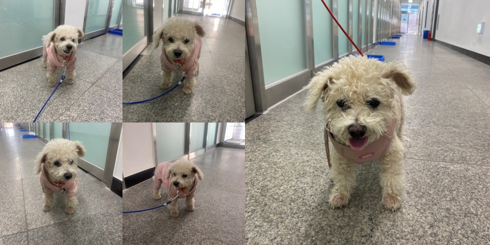 구미시 선산읍, 애타게 주인을 찾는 비숑 프리제! 핑크 옷을 입은 하얀 천사 1 구미시 선산읍, 애타게 주인을 찾는 비숑 프리제! 핑크 옷을 입은 하얀 천사