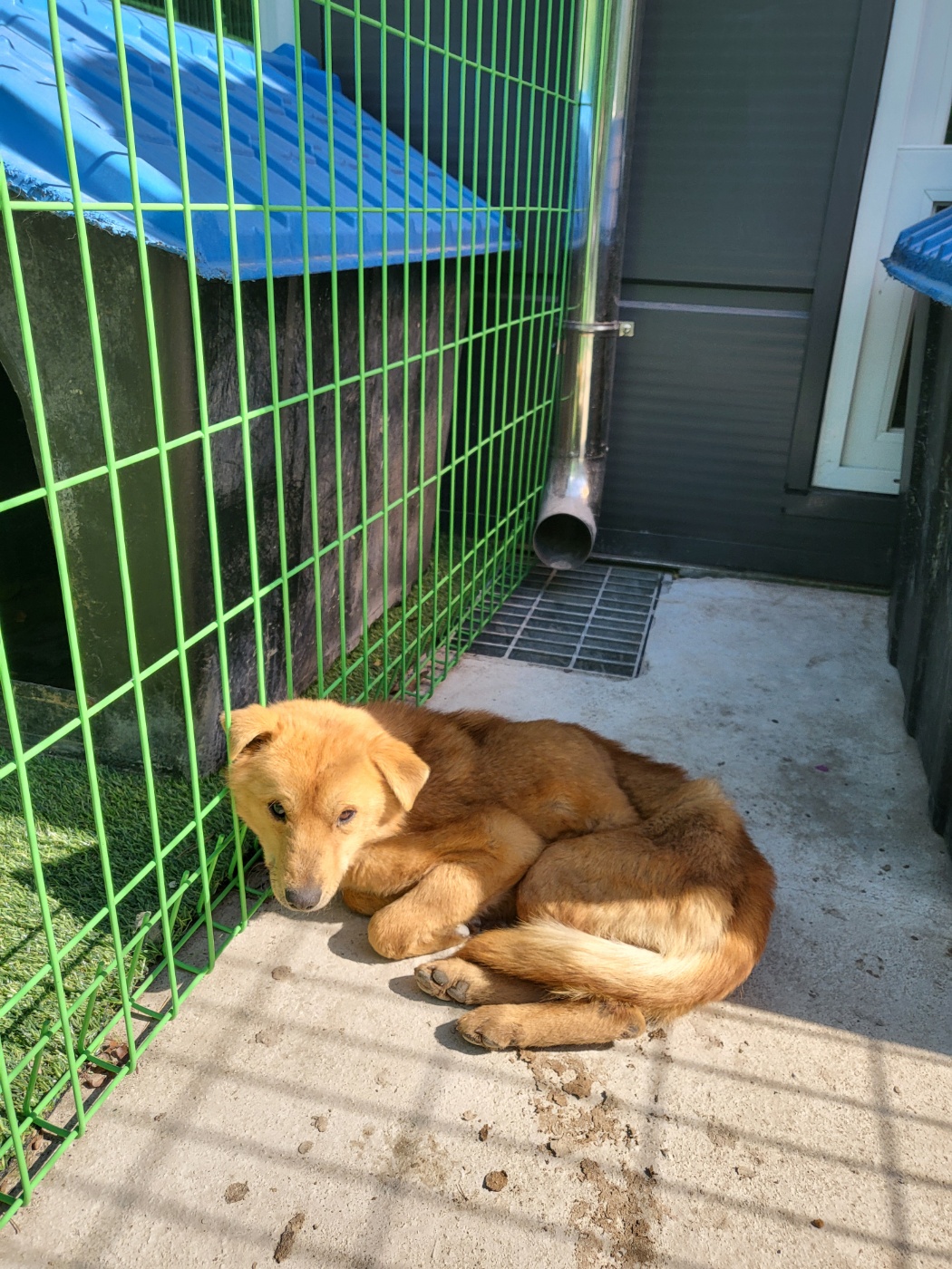 영주시 이산면 믹스견 발견, 갈색 털의 겁 많은 아이를 찾습니다 1 영주시 이산면 믹스견 발견, 갈색 털의 겁 많은 아이를 찾습니다