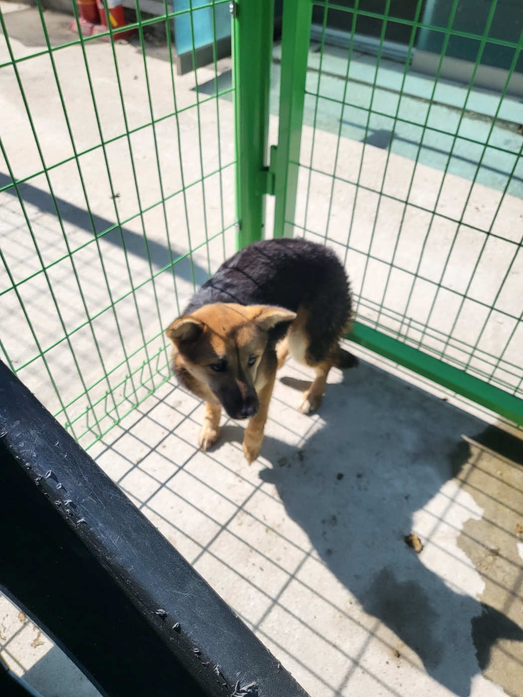 영주시 이산면 믹스견 발견, 갈색&검정 털의 온순한 아이를 찾습니다 1 pet 1771505550442