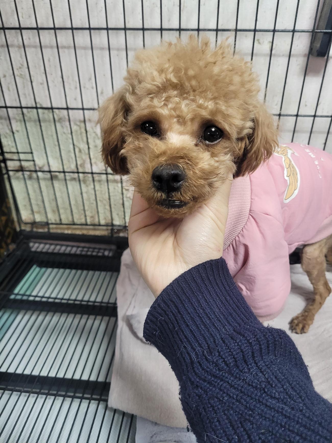 밀양시 삼랑진읍 갈색 푸들, 핑크 조끼 입은 얌전한 아이를 찾습니다 1 pet 1771518953876