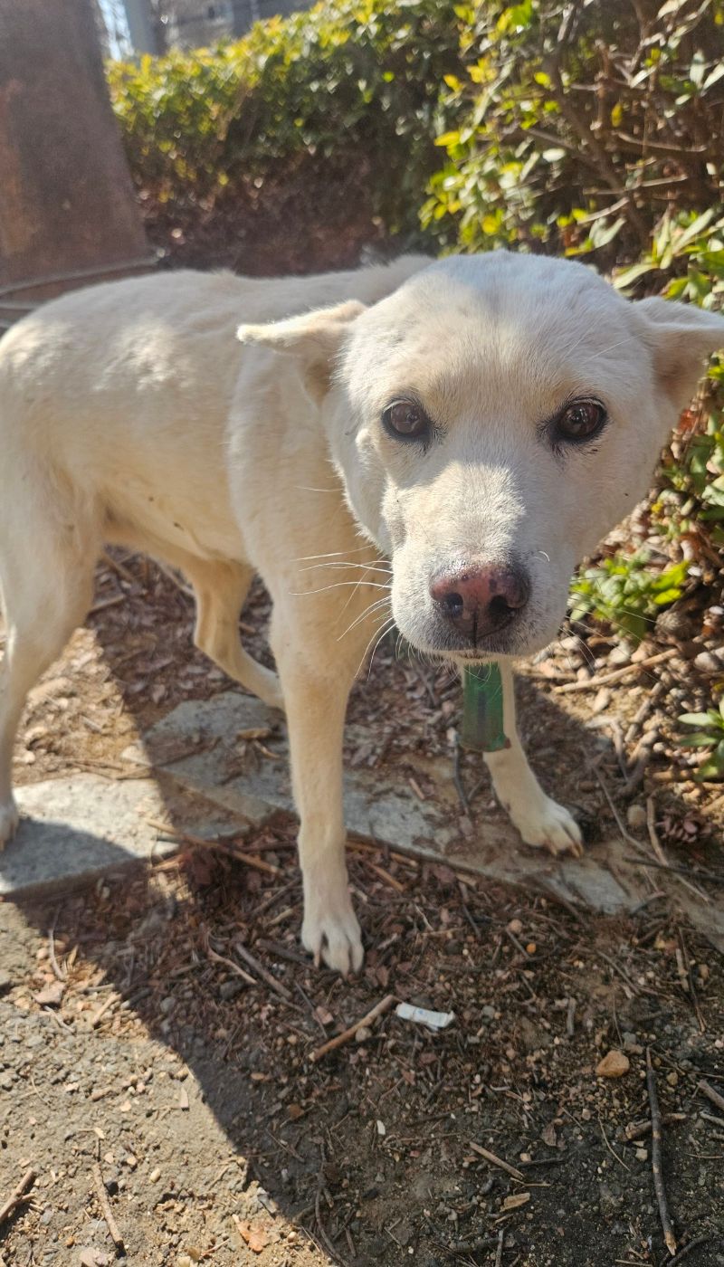 거제 장목면 믹스견 발견: 초록 목줄의 하얀 천사, 가족을 찾습니다! 1 pet 1771522363501