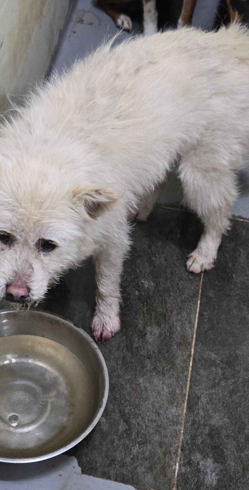 합천군 초계면 믹스견 발견: 사람 경계하는 갈색 유기견, 가족을 찾습니다! 1 pet 1771542053756