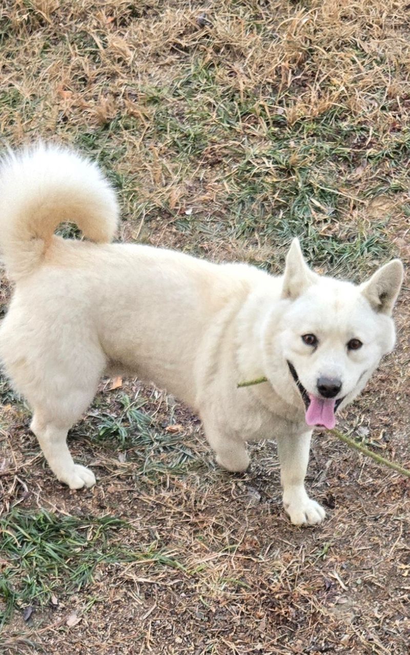 합천군 믹스견, 갈색 마을견 발견! 가족을 찾습니다 1 합천군 믹스견, 갈색 마을견 발견! 가족을 찾습니다