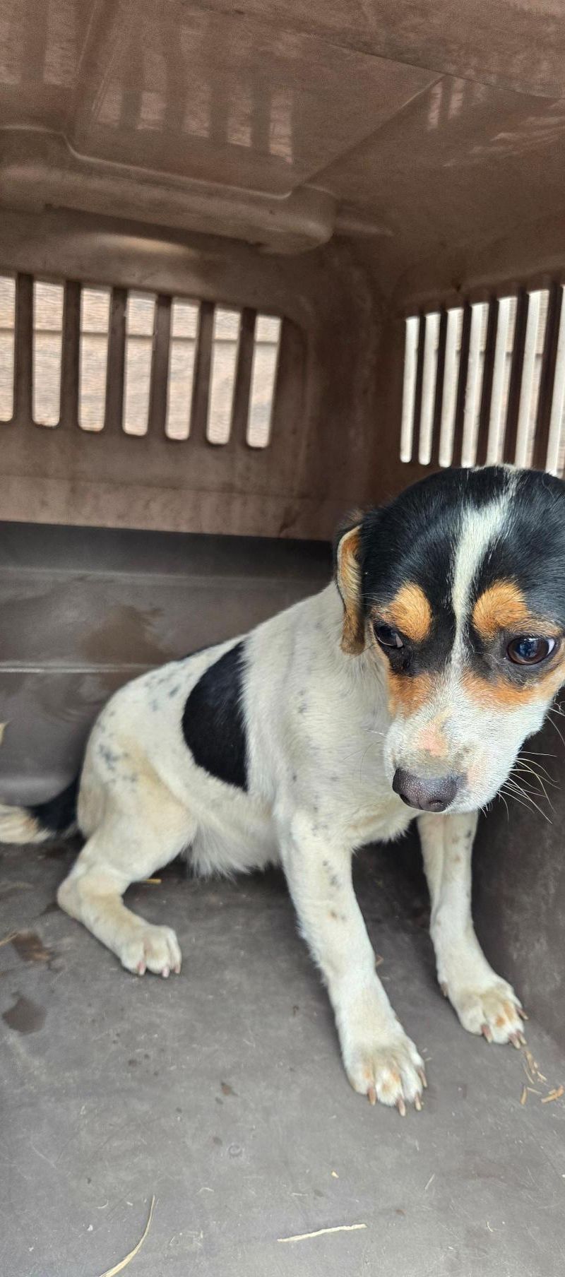 합천군 초계면 갈색 믹스견 발견, 애타게 가족을 찾습니다! 1 pet 1771570853407