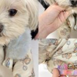 경주 나원1길 말티즈, 겨울옷 입은 채 발견! 애타는 가족을 찾습니다 7 pet 1771585255136