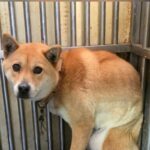 예천군 영순면 믹스견 발견, 목줄 멘 순한 황갈색 강아지를 찾습니다 6 pet 1771599658618