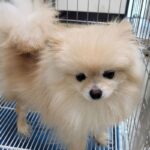 고양시 고양동 포메라니안 갈색 강아지, 주황색 목줄 착용 3 pet 1771700455578