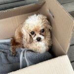 양평군 토이 푸들 발견, 샘뜰길에서 가족을 기다리는 갈색 푸들 6 pet 1771772453962