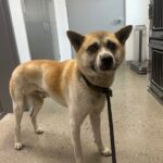 청주 남일면 믹스견 발견: 갈색 털, 낡은 목줄의 애타는 눈빛 8 pet 1771801254452