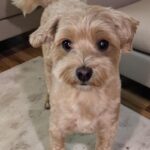 성주군 초전면 갈색 기타견, 사람 좋아하는 귀여운 아이를 찾습니다 6 pet 1771887654062