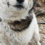 영덕군 믹스견 발견! 갈색&흰색 줄무늬 목태, 가족을 찾습니다 4 pet 1771930854177