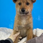 밀양시 하남읍 믹스견, 갈색 털의 소심한 아이를 찾습니다 6 pet 1771974057809