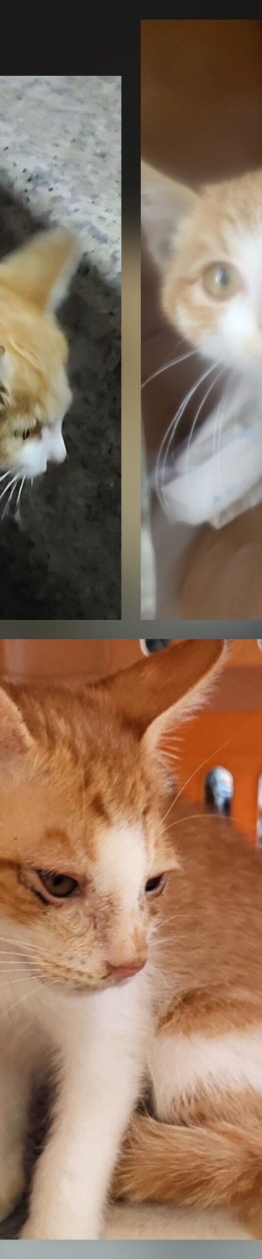 pet 1772048444334 scaled