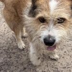 사천시 새섬바위길 믹스견 발견! 갈색&흰색 순둥이 가족을 찾습니다 7 pet 1772091647132