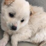 영양군 석보면 믹스견 발견! 흰 털의 온순한 아이를 찾습니다 7 pet 1772163644357