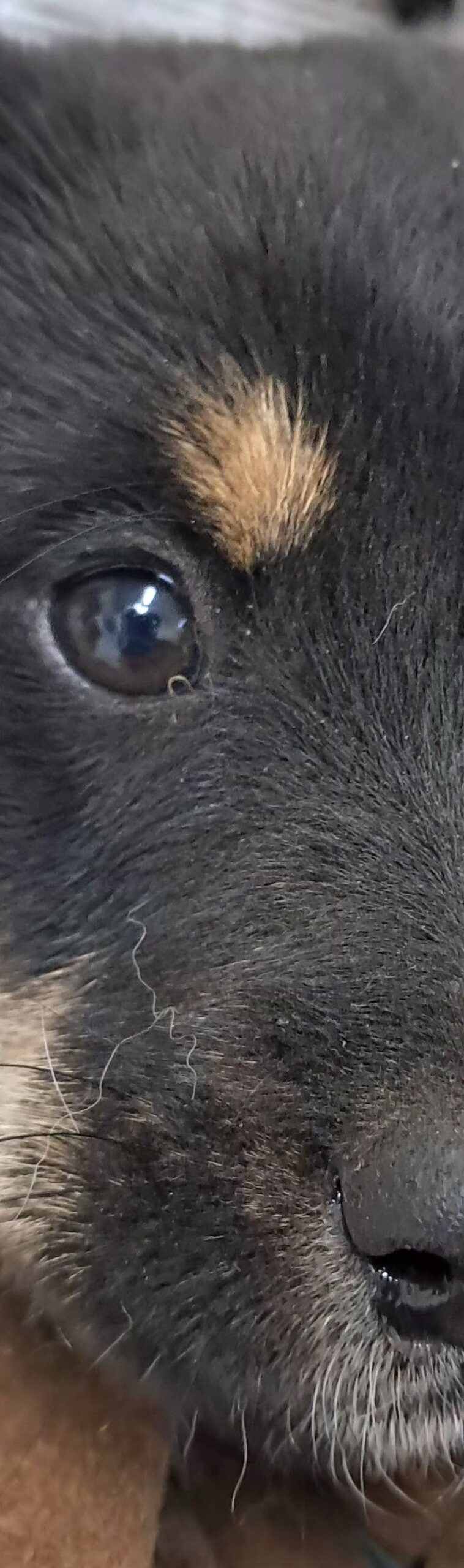 pet 1772214048018 scaled