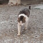 양평군 용문면 한국 고양이, 흰검 얼룩 고양이 가족을 찾습니다! 8 pet 1772250043566