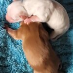 pet image 1771169032149