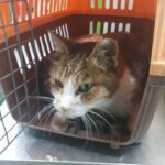 pet image 1771169206698