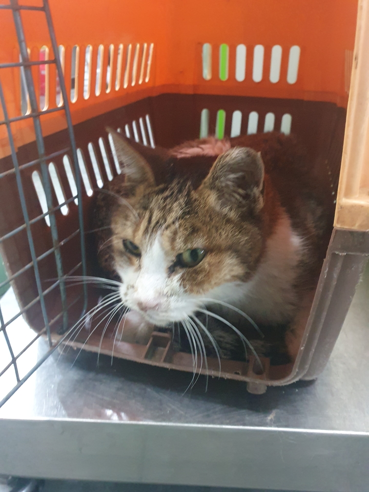 [긴급제보] 성남시 성남동에서 발견된 아픈 고양이를 찾습니다