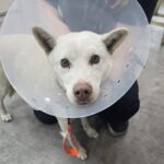 pet image 1771169273504