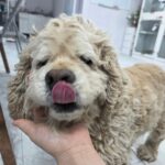 pet image 1771169326499