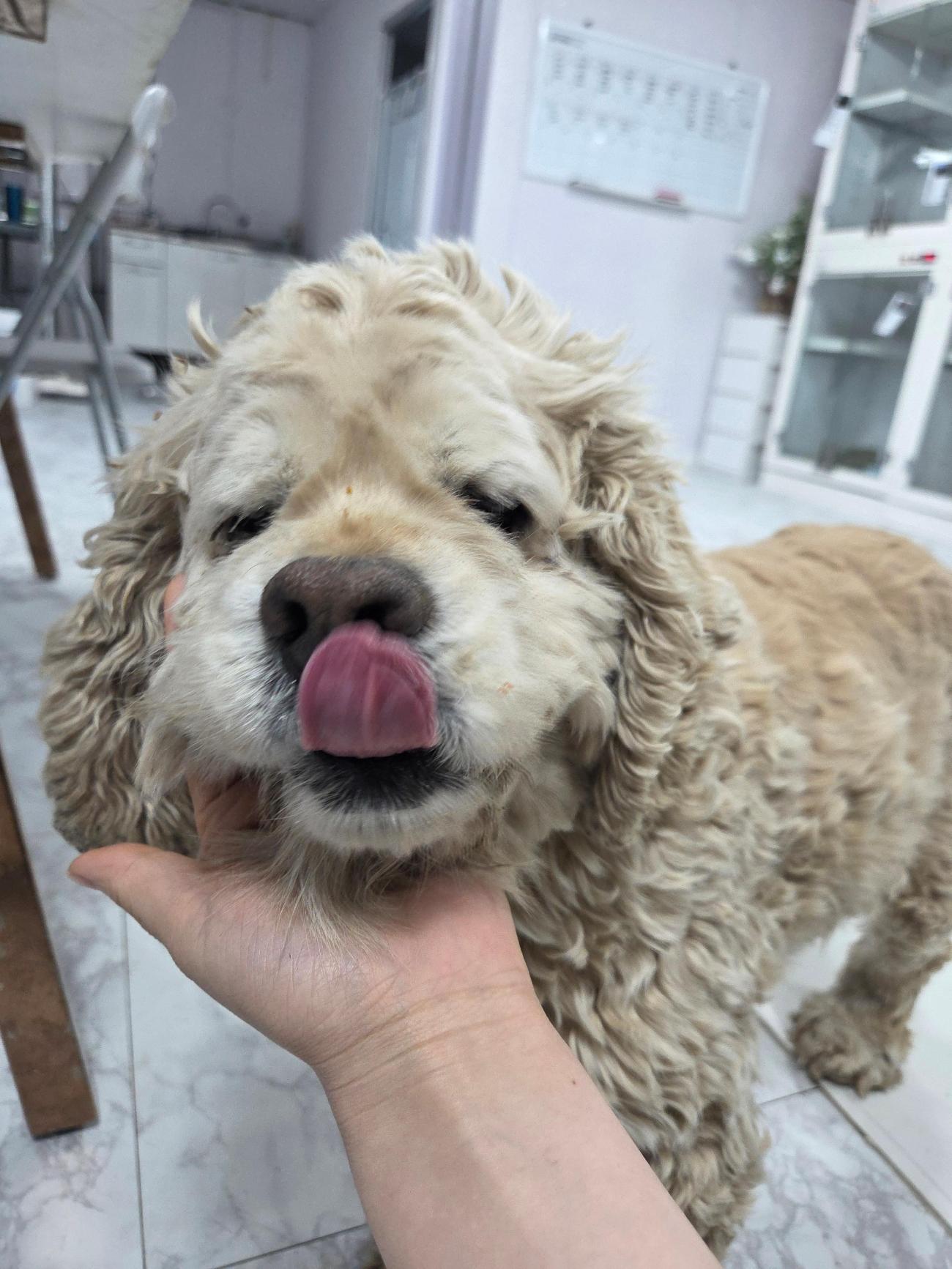 [긴급제보] 화성시 봉담읍 인근에서 발견된 잉글리쉬 코카 스파니엘을 찾습니다