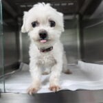 pet image 1771169373067