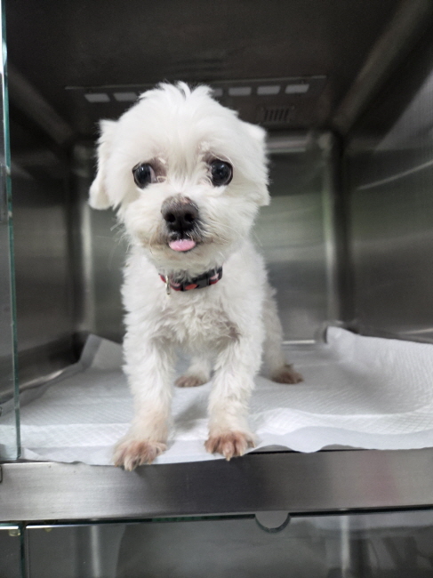 [긴급제보] 춘천시 삭주로에서 발견된 말티즈 아이를 찾습니다