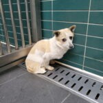 pet image 1771169547609